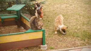 Кутёнок и кошка