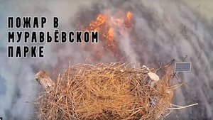 Пожар в Муравьёвском парке уничтожил 70 % территории и животных.