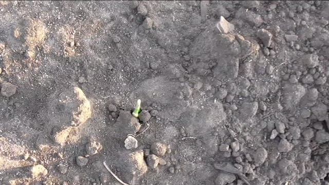 Кукуруза взошла на шестой день