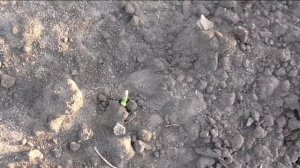 Кукуруза взошла на шестой день