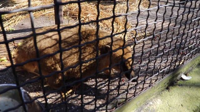 Сказка - лакомство для Коати смотреть онлайн