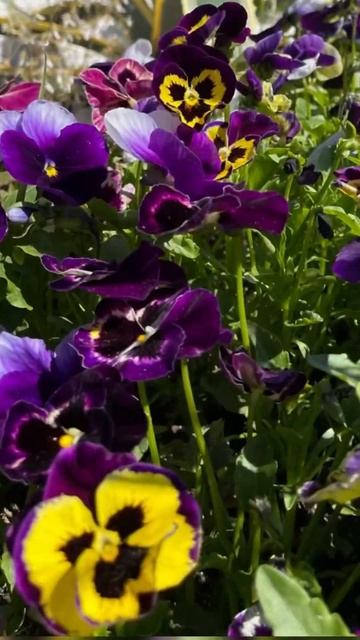 Анютки вербена Агава розмарин #красотаприроды #nature #пр смотреть онлайн