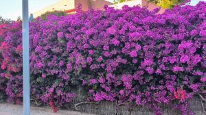 667.Цветущая стена💜🌺.