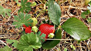 Клубничка-клубника 🍓🍓🍓