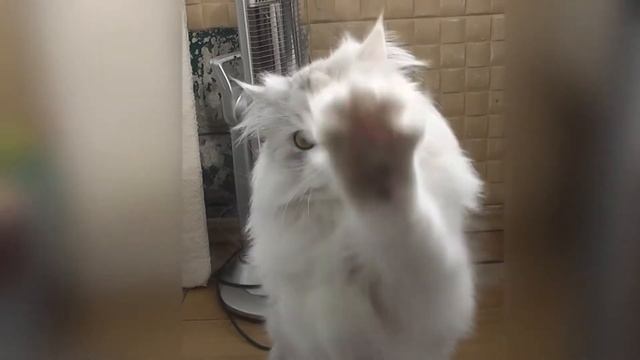 Танцующая кошка Бусинка (Cat Dance Businka) смотреть онлайн