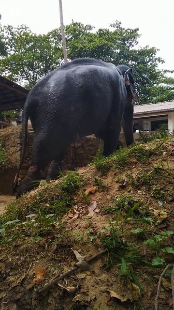 Слон идёт по лестнице смотреть онлайн