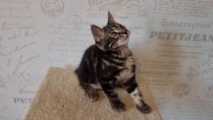 Короткошерстный курильский бобтейл мраморного окрас?