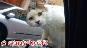 Приколы с котами!- С ОЗВУЧКОЙ! - СМЕШНЫЕ КОТЫ! Самые смешные животные!!!