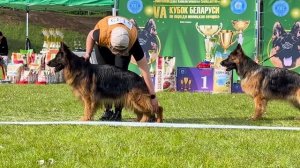 2 О/Отл. VARVARA Arbeit's Aristokraten +++ №132 / КЧК+ БОРИСОВ (BY) 17 мая`25 M.Jovovic Моно нем.ов