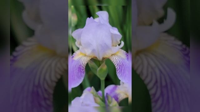Нежность