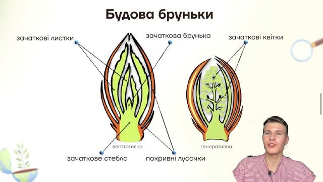 УСЯ БОТАНІКА НА НМТ   | ONLY SCHOOL  #нмт2024 #зно #біологія
