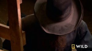 Frozen Udders and the Pregnant Cow (Full Episode) | The Incredible Dr. Pol | National Geographic
