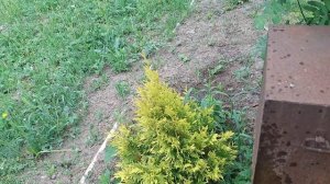 На дачу, опять со стеллажами. Трава по пояс. Сваи откладываются