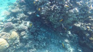 Морская прогулка 2025 Египет Хургада