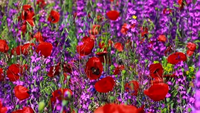 Небесная хоровая музыка с лесными птичьими песнями 🌲 смотреть онлайн