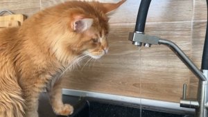 Любопытный Мейн - кун 😻 Урс/ играет с водой, ведь это т?