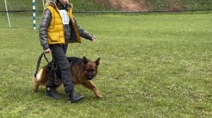 2 Отл. OLIMPIYA s Family's Friver +++ №130 / КЧК+ БОРИСОВ (BY) 17 мая`25 M.Jovovic Моно немецких овч