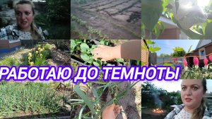 МОИ ЦВЕТЫ, САД. ПОДВЯЗАЛА ПЕРСИКИ. ПОЛИЛА РАСТИШКИ