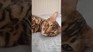 Стоит ли заводить бенгальского кота? Краткий ответ от