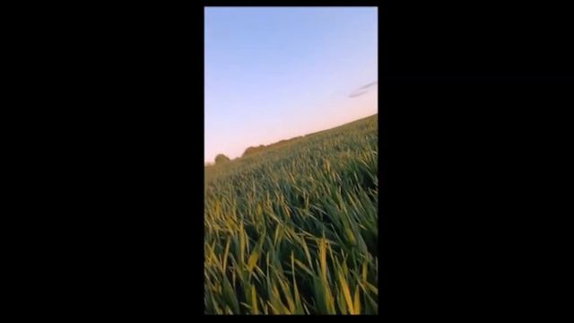 МОЙ ОТДЫХ НА ПОЛЕ... - И МОИ - ХРИСТА-ПАРУСИИ - ШИВЫ, - ДУХО смотреть онлайн