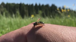 Цветущая поляна на берегу Вятки