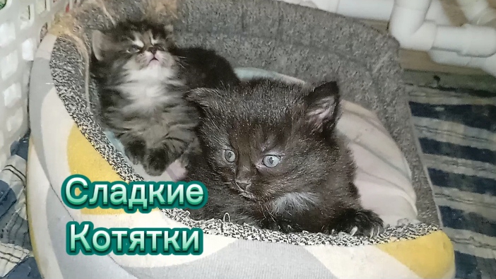 Милые сладкие котята от серой вислоухой кошечки Зайки
