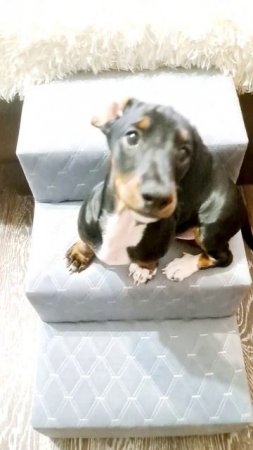 Маленьким таксам пришла посылка!!!😍😍😍