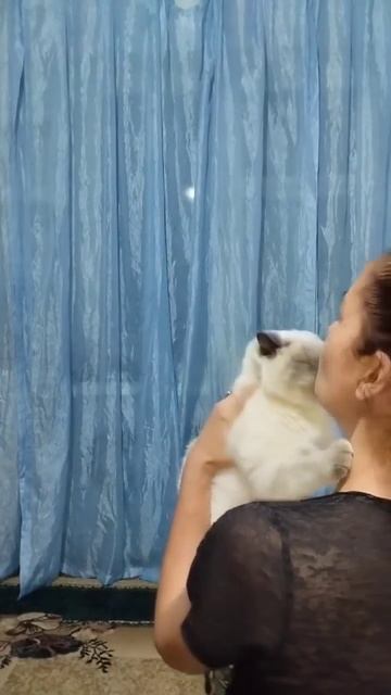 #выпечка #рецепт #рецепты #кошки #питомцы #видео #кулина смотреть онлайн