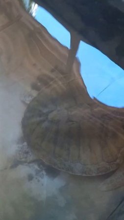 Turtles in farm. Part 4
