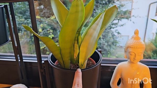 САНСЕВИЕРИЯ НА СЕВЕРНОМ ОКНЕ#влог #plants #nature #garden #цветы смотреть онлайн