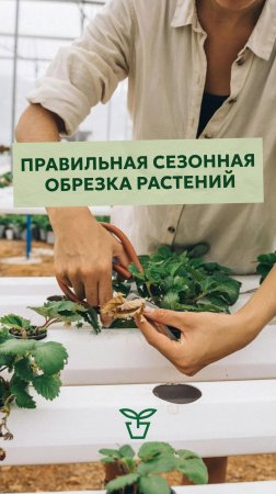 Правильная сезонная обрезка растений