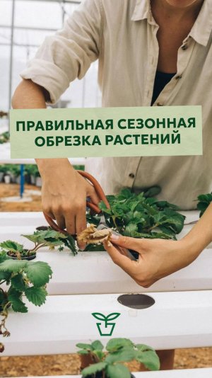 Правильная сезонная обрезка растений