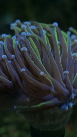 Участвовал в торгах на кораллы… Выиграл крутые экземпляры! 🌈🐠
