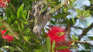 Животные Австралии о дикой природе