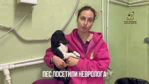 Наш новый пациент таксеныш Джед. Поддержать⬇️