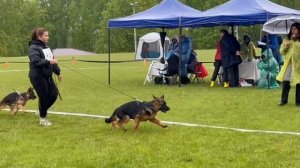 БЕБИ СУКИ / КЧК+ БОРИСОВ (BY) 17 мая`25 M.Jovovic Моно немецких овчарок