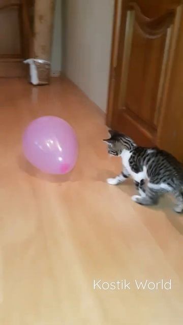 Котёнок играет с воздушными шарами. #коты #кошки #котёнок #животные #смешныекоты #shorts смотреть онлайн