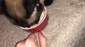 Как происходило лечение Келлис =^..^= СИАМСКИЕ КОШКИ