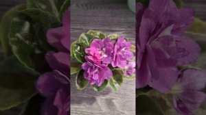 Не могу наглядеться на цветущую фиалочку