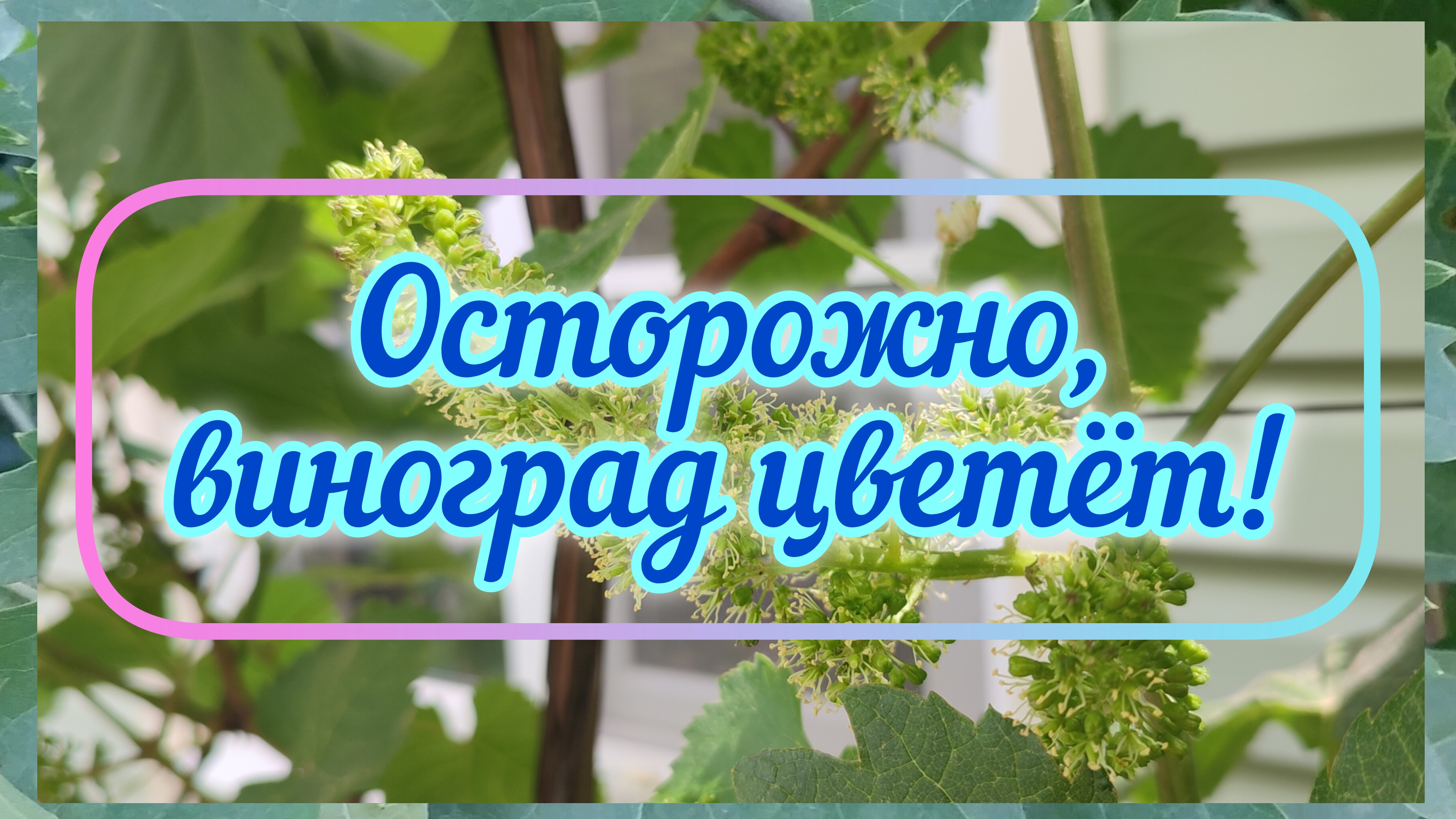 Обзор виноградника во время цветения. 30.05.25