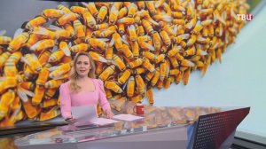 Рой пчел держит в страхе жителей Владивостока / События на ТВЦ