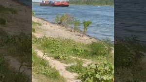 Продолжаем хорошо отдыхать! Дон сильно обмелел. Баржи