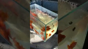 Осень. Вылавливаем золотую рыбку из бассейнов. На виде