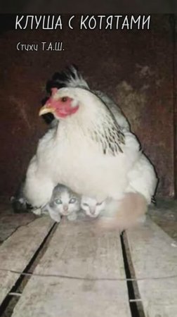 Клуша с котятами