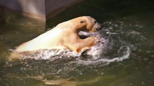 Бассейн, игрушки и веселье от белых медвежат Белки и Стрелки.