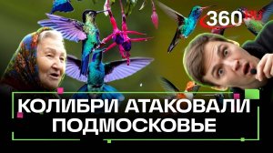 Колибри мигрировали в Подмосковье. Сюжет от нашего нейросетевого корреспондента