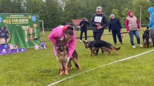 ЩЕНКИ СУКИ / КЧК+ БОРИСОВ (BY) 17 мая`25 M.Jovovic Моно немецких овчарок