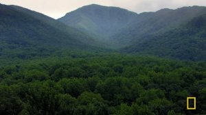 Bear Country (Full Episode) | America's National Parks | Nat Geo Animals