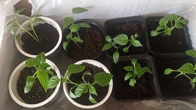 🫑Пикируем сладкий перец🫑Рассада перца в домашних условиях🫑Огород на подоконнике🫑 смотреть онлайн