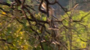 Tiger Wars (Full Episode) | The Living Edens | Nat Geo Animals
